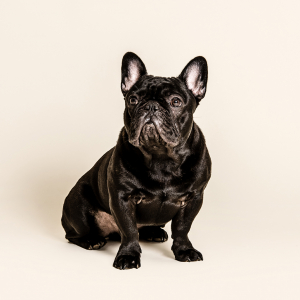 Foto_Roemmel_Tiere_001 Foto_Roemmel_Tiere_001