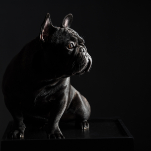 Foto_Roemmel_Tiere_002 Foto_Roemmel_Tiere_002