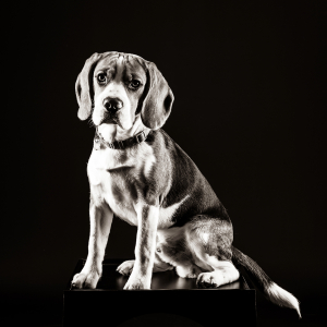 Foto_Roemmel_Tiere_004 Foto_Roemmel_Tiere_004