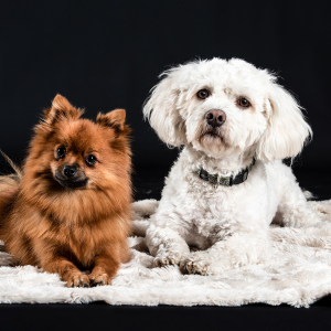 Foto_Roemmel_Tiere_012 Foto_Roemmel_Tiere_012