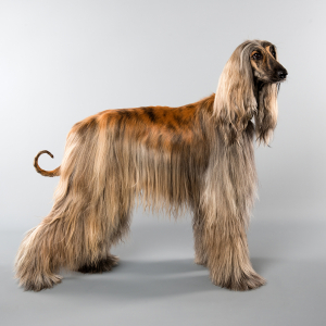 Foto_Roemmel_Tiere_015 Foto_Roemmel_Tiere_015