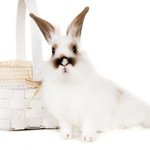 tiere_fotoshooting_shooting_fotoroemmel_001 tiere_fotoshooting_shooting_fotoroemmel_001
