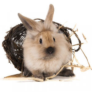 tiere_fotoshooting_shooting_fotoroemmel_004 tiere_fotoshooting_shooting_fotoroemmel_004