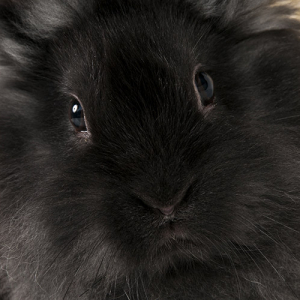 tiere_fotoshooting_shooting_fotoroemmel_008 tiere_fotoshooting_shooting_fotoroemmel_008